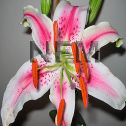 oriental lily stargazer flowers